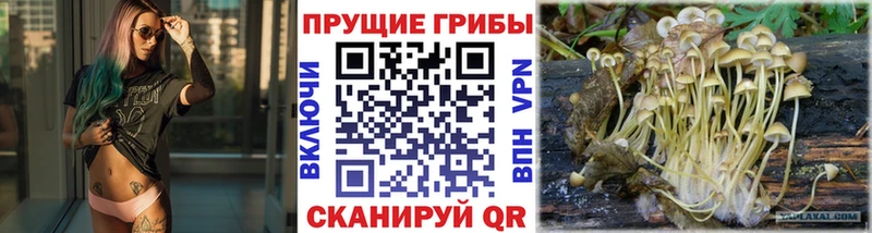 Псилоцибиновые грибы GOLDEN TEACHER  где можно купить   Холмск 